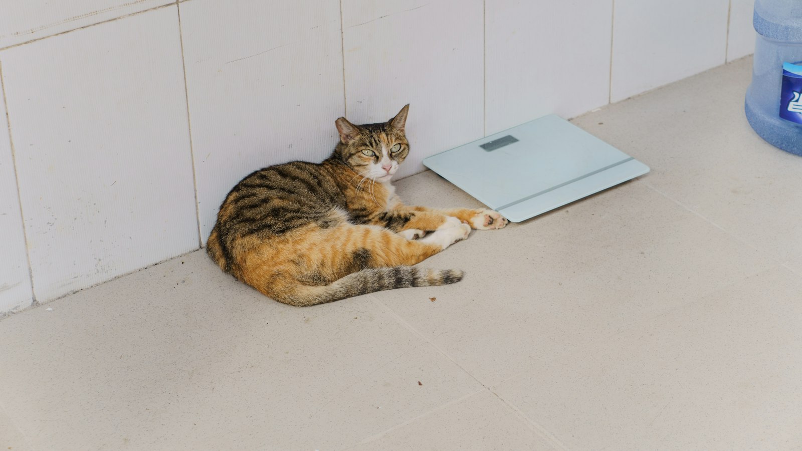 A tabby cat lying on a tiled floor next to an unused digital bathroom scale propped against the wall