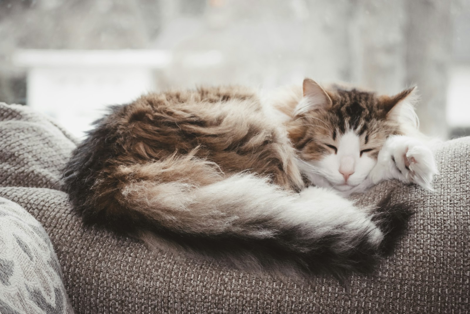 Long-haired cat curled up asleep on a sofa (photo: Keenan Barber / Unsplash)