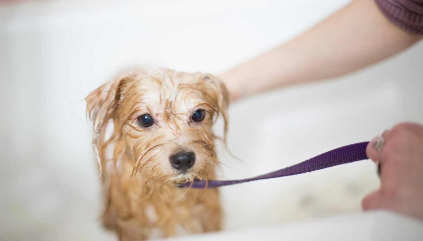 Small wet dog during bath time (photo: benjamin lehman / Unsplash)