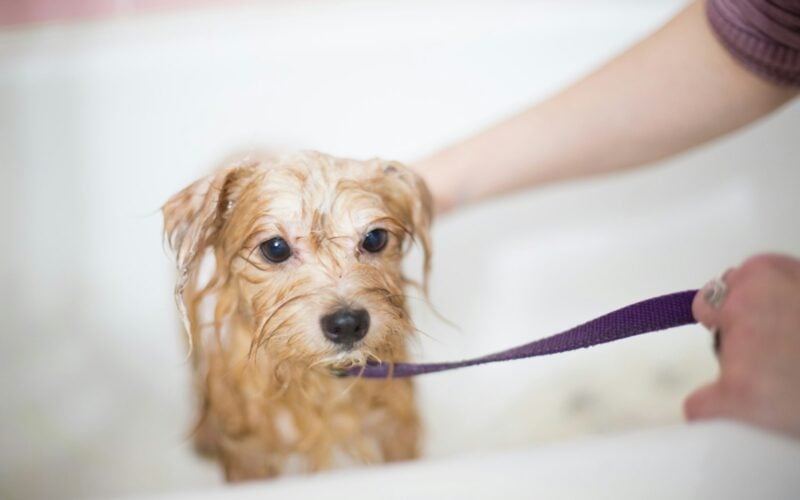 Small wet dog during bath time (photo: benjamin lehman / Unsplash)