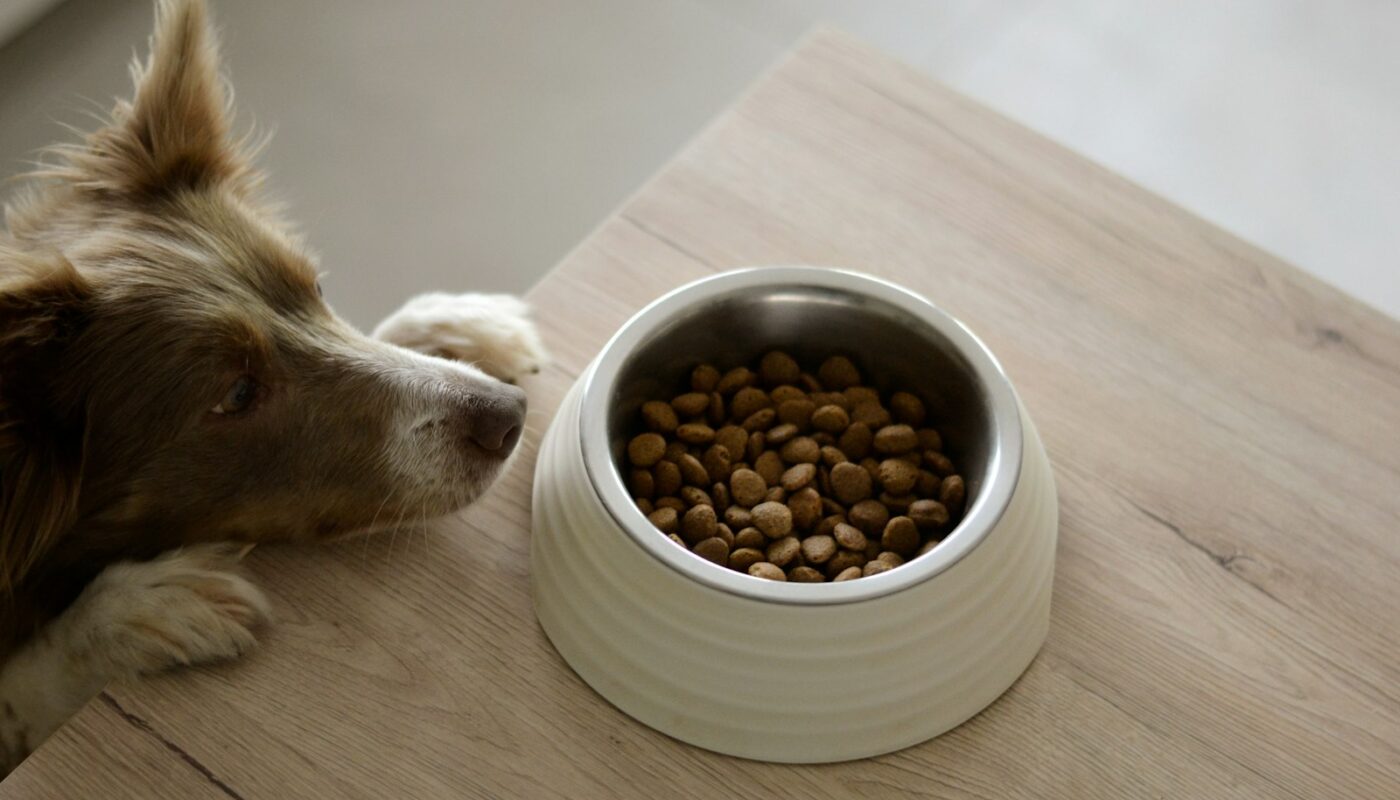 Dog peering at a bowl of dry food on a wooden table (photo: Ayla Verschueren / Unsplash)