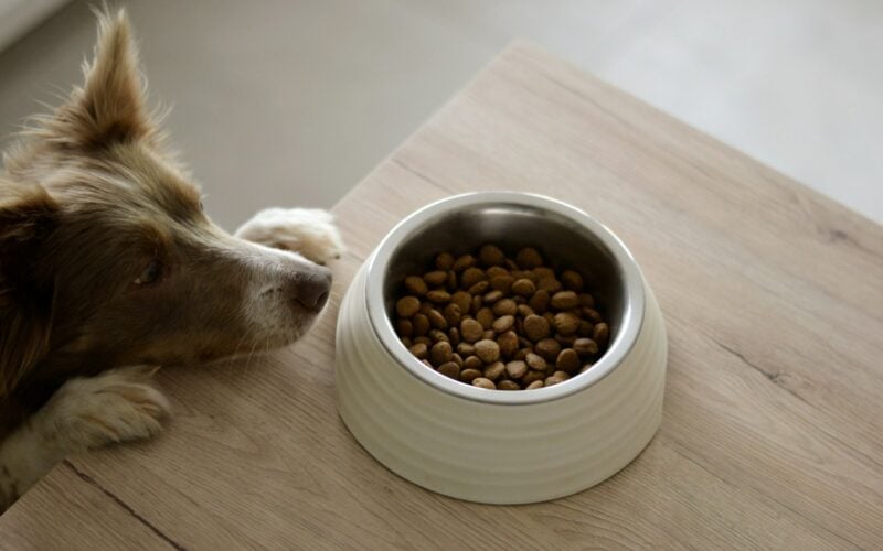 Dog peering at a bowl of dry food on a wooden table (photo: Ayla Verschueren / Unsplash)