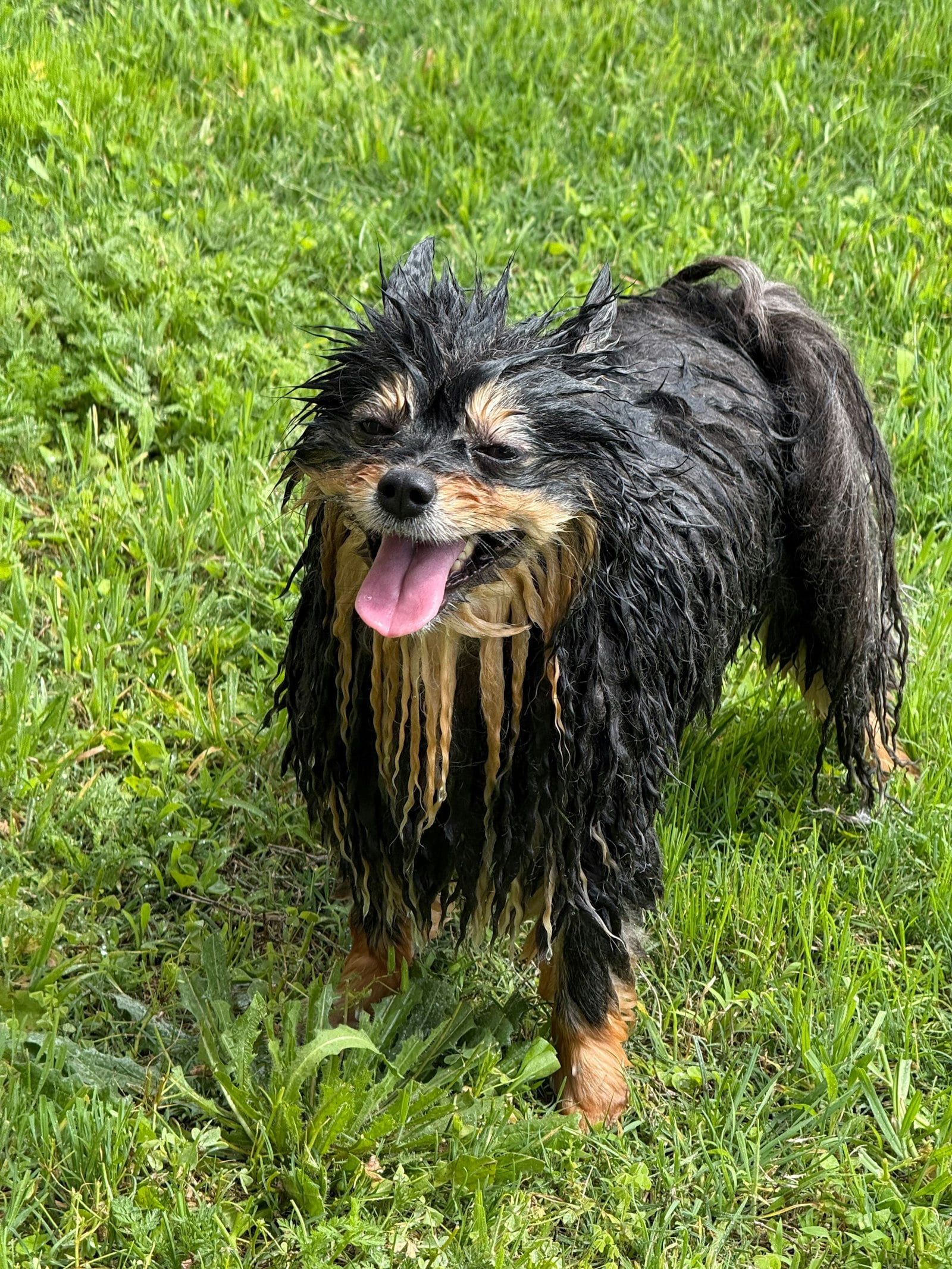 Fluffy dog standing happily on the grass (photo: Pamela Plamondon / Unsplash)