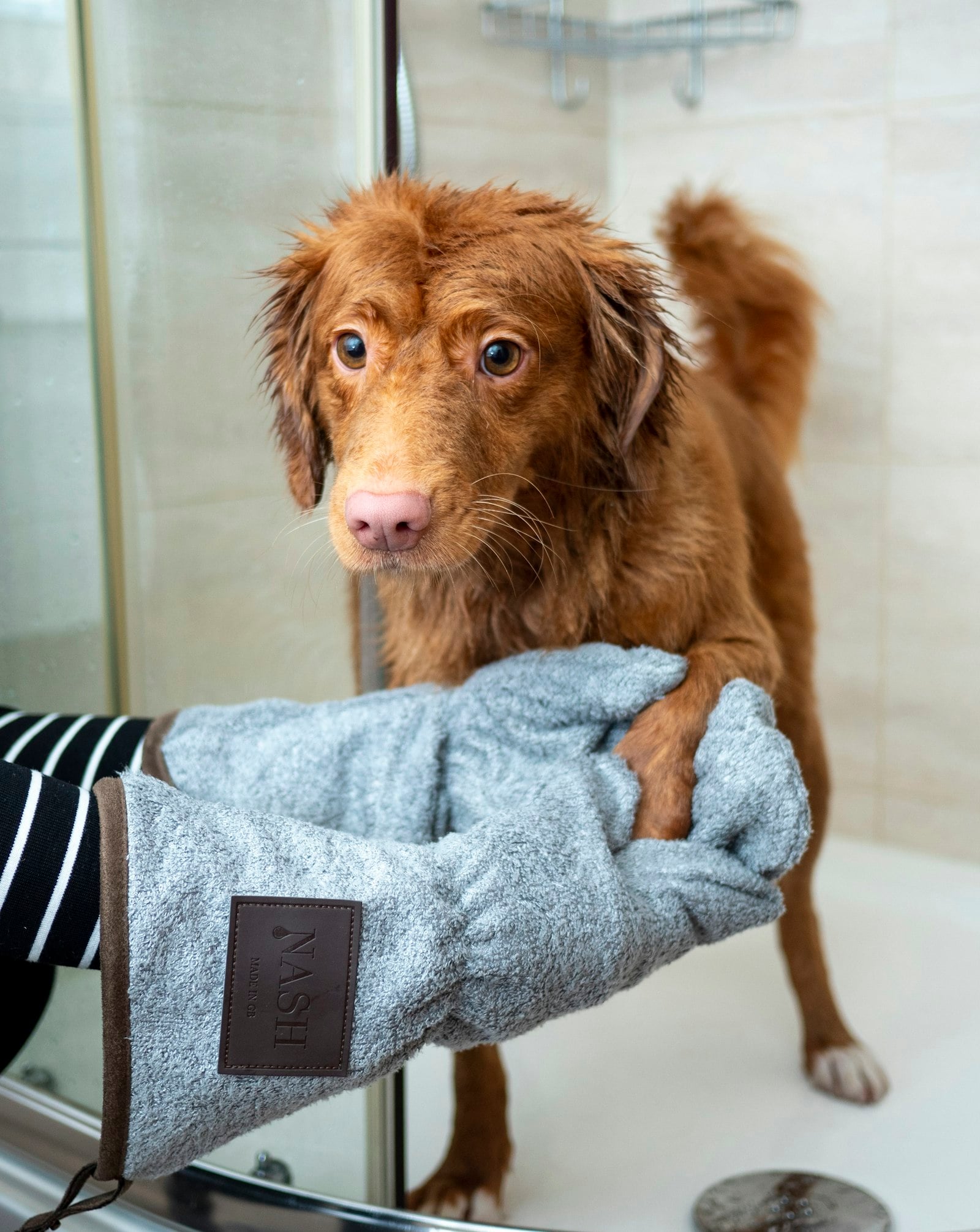 Dog being dried with a towel after a shower (photo: Jamie Street / Unsplash)