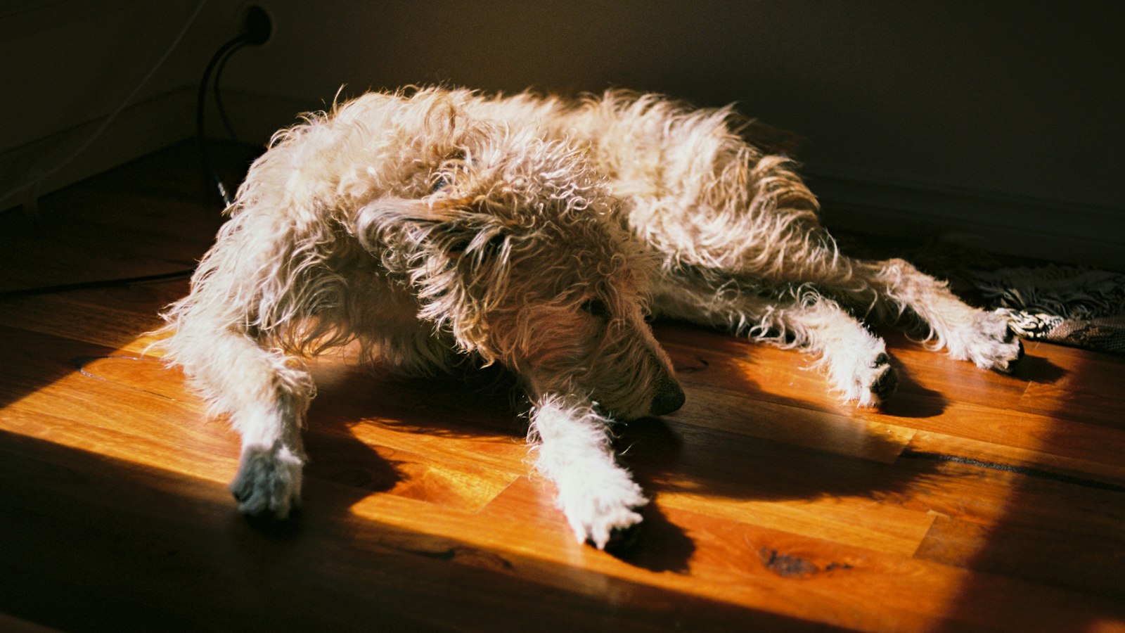 Shaggy dog lying on a sunlit wooden floor (photo: Seb Reivers / Unsplash)