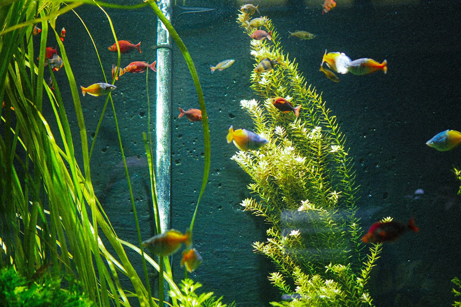 Planted aquarium with small colorful fish (photo: J Cruikshank / Unsplash)